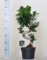 Ficus microcarpa ginseng bonsai S-model 70cm hoog