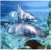 Greeting Card - Dolphin Music 1