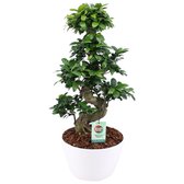 Hee Dat Is Het | Ficus Gin Seng Bonsai met Wit Keramiek