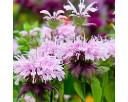6 x Monarda 'Beauty Of Cobham ' - Bergamotplant pot 9x9cm - Rijkbloeiend, aantrekkelijk voor bijen