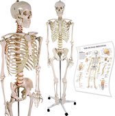 Anatomie skelet/Menselijk Model incl. beschermende afdekking standfuãÿ op wieltjes en lehrgrafik lebensgroãÿ 181 cm