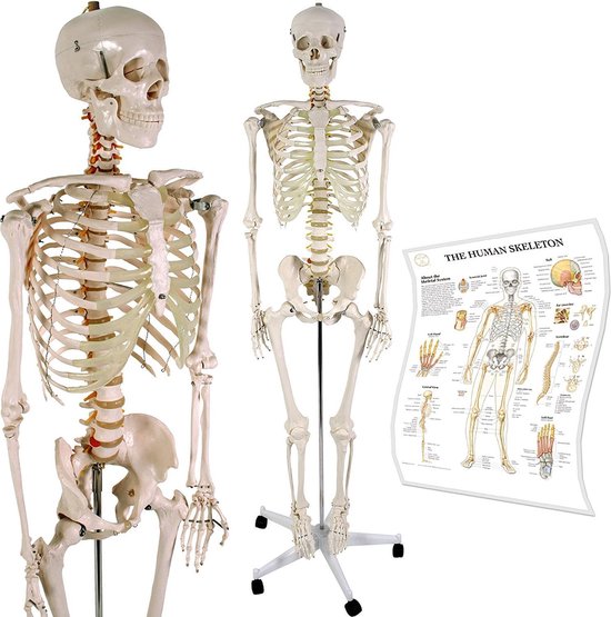Squelette d'anatomie - grandeur nature - sur roues - 180 cm