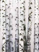 Stem Trees Forest Nature Photo Wallcovering
