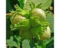 Corylus Avellana - Hazelaar 60-80 cm pot