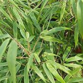 Fargesia 'Rufa' 60-80 cm - Japanse Bamboe - Compacte Bamboe voor Elegante Tuinen