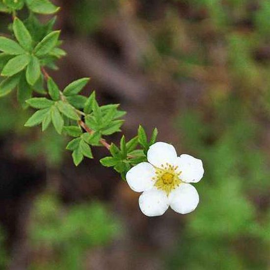 Potentilla Fruticosa 'Abbotswood' - Ganzerik|Vijfvingerkruid - 25-30 cm in pot: Witbloeiende struik, ideaal voor zonnige borders.
