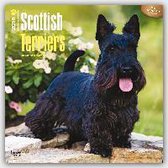 Scottish Terriers 2016 Calendar