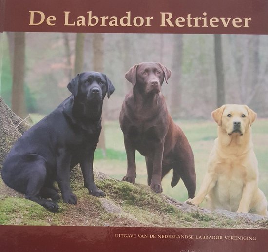 De labrador retriever