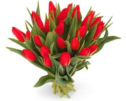 25 rode tulpen boeket