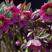 3 x Helleborus Purpurascens - Nieskruid pot 9x9cm, paarsbloeiend en wintergroen