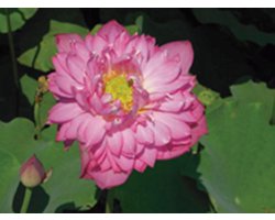 Moerings Nelumbo Red | Rode Lotus | In 3L Mand