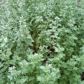 6 x Artemisia Absinthium - Alsem pot 9x9cm