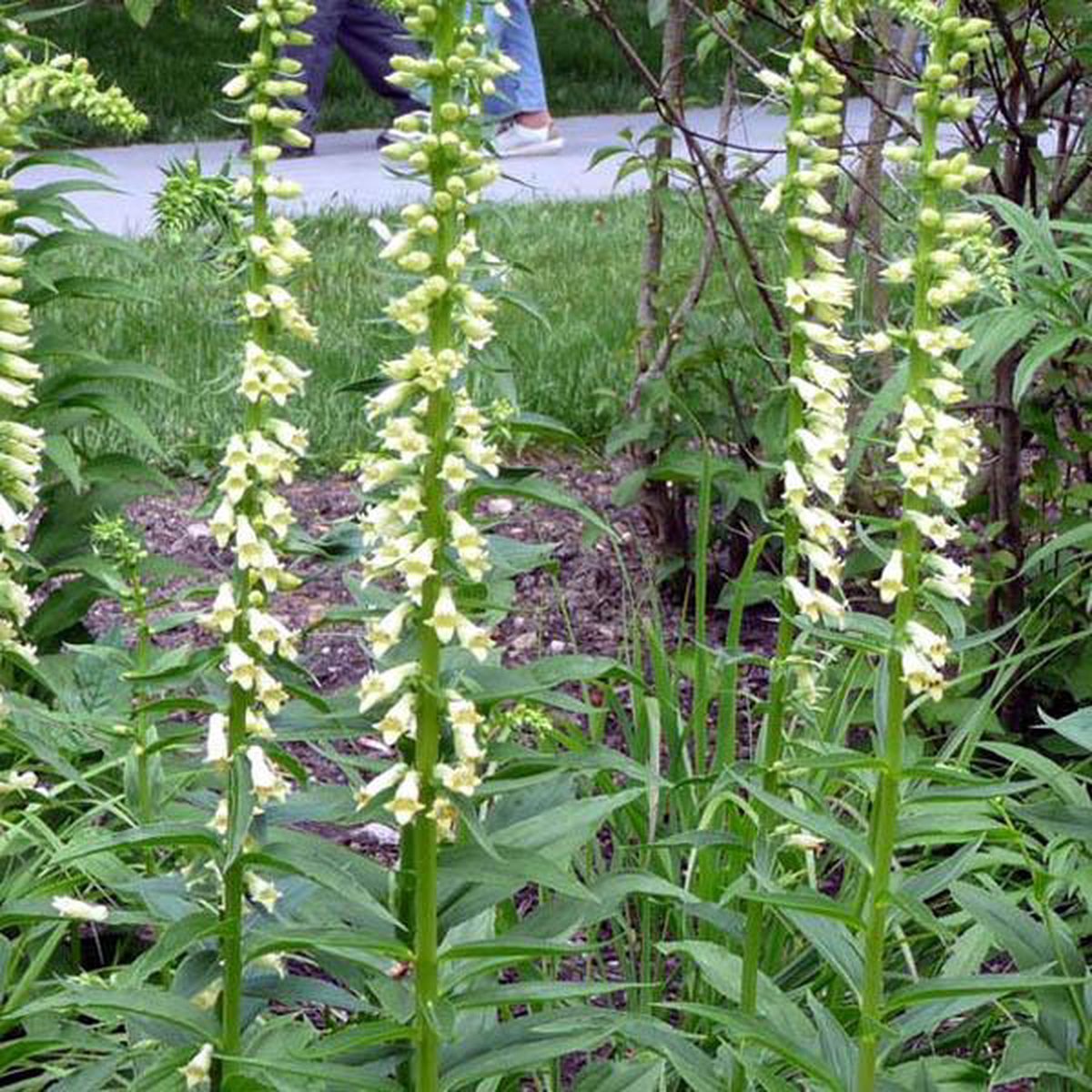 6 x Digitalis Lutea -  Vingerhoedskruid pot 9x9cm
