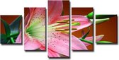 Bloem - Canvas Schilderij Vijfluik 160 x 80 cm