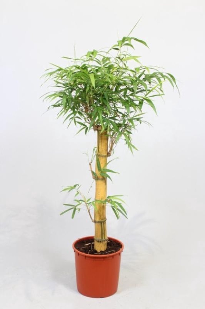 Kamerplant - Bamboe - Bambusa Vulgaris - op stam - Ø 34cm - ↑ 150cm |  bol.com