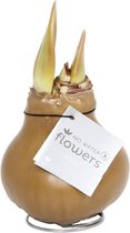 No Water Flowers® Waxz® Goud