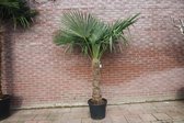 Winterharde palmboom, Trachycarpus Fortunei 200cm
