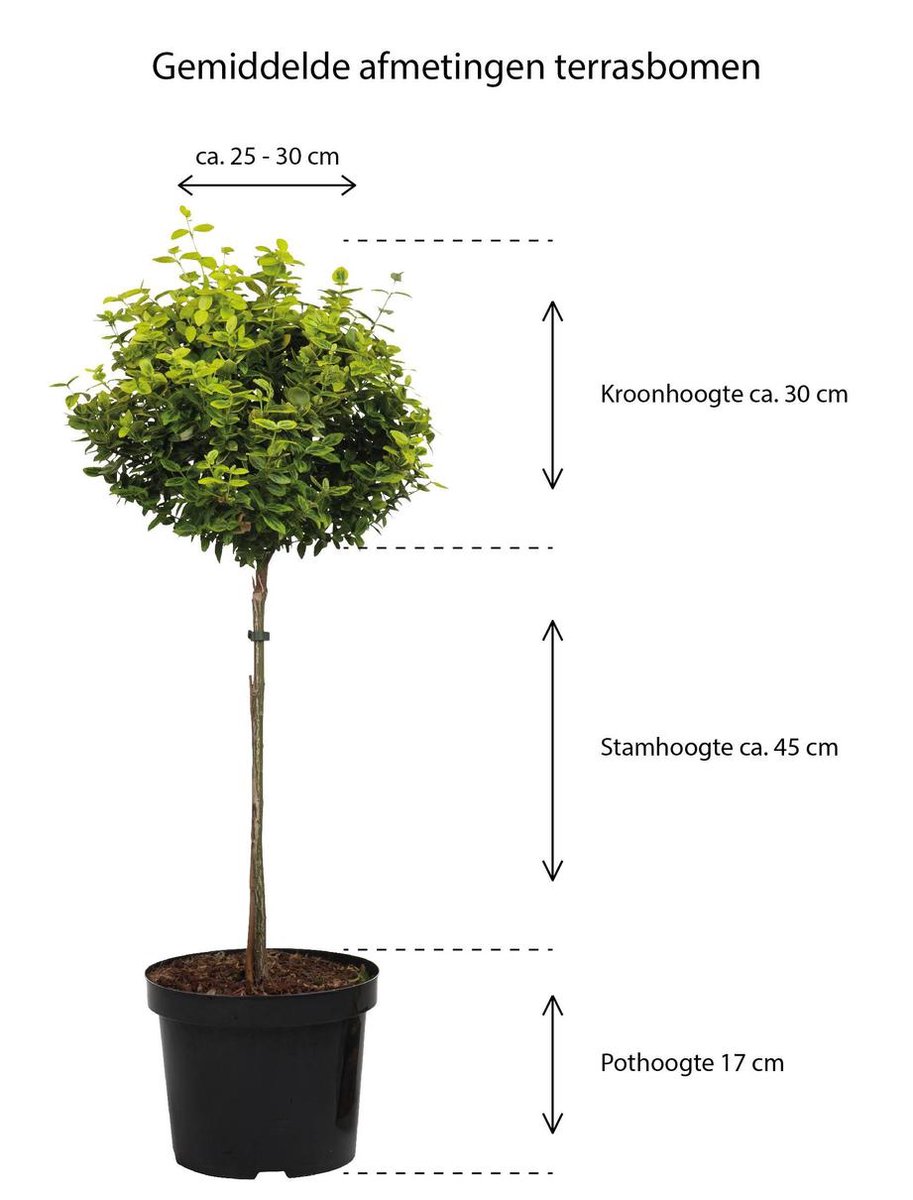 Glansmispel op stam Photinia Fraseri Little Red Robin 85 cm Glansmispel op stam Photinia Fraseri Little Red Robin 85 cm