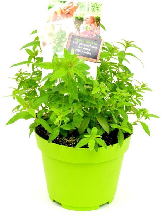 carnivorous plant soil mix Carnivero Pro Potting mix