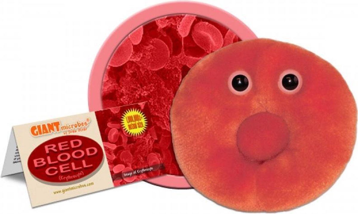 Red Blood Cell (Erythrocyte)