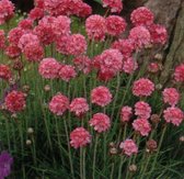 6 x Armeria Maritima 'Rosea' - Engels Gras pot 9x9cm, roze bloemen en bodembedekkend