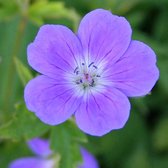6 x Geranium Sylvaticum 'Mayflower' - Bosooievaarsbek - Pot 9x9 cm: Vroege zomerbloei, blauwe bloemen