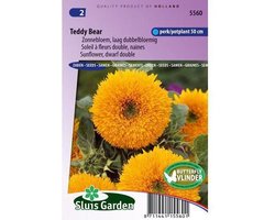 Sluis Garden - Zonnebloem Teddy Bear (Helianthus annuus)