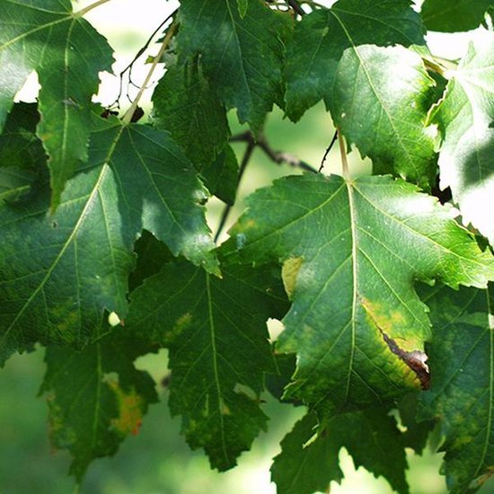 Acer Tataricum Ginnala - Érable de l'amour - Arbre Tige 6-8 cm Racines nues