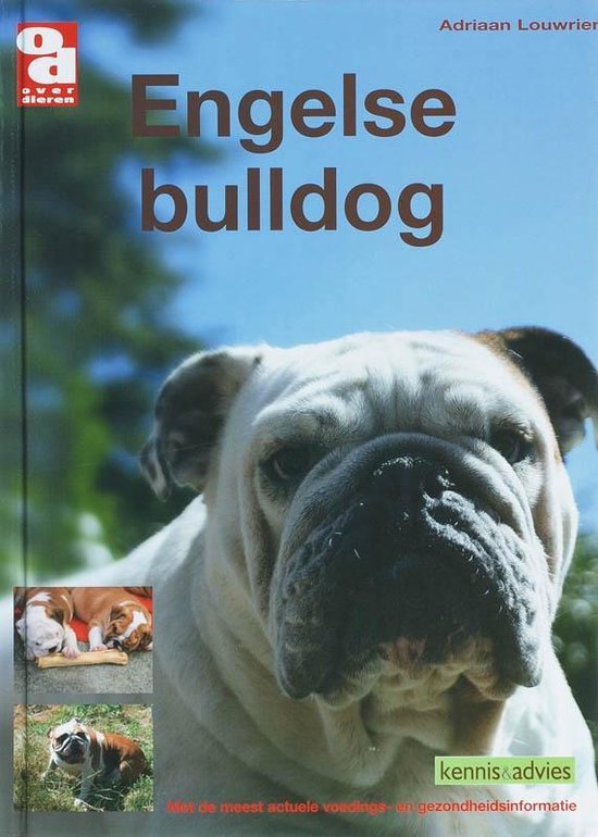 Over Dieren - Engelse bulldog - A. Louwrier | Highergroundnb.org