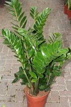 Zamioculcas zamiifolia (Kamerpalm) - Kamerplant - 80 cm