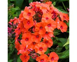 6 x Phlox 'Orange Perfection' - Vlambloem pot 9x9cm