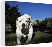 Canvas Schilderij Bulldog - Amerika - Gras - 80x60 cm - Wanddecoratie