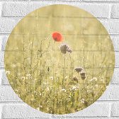 WallClassics - Muursticker Cirkel - Rood Bloempje tussen Grassen - 50x50 cm Foto op Muursticker