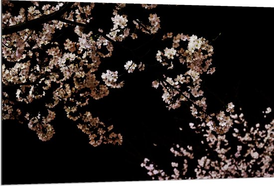 WallClassics - Dibond - Roze Bloesembloemetjes aan Tak in de Nacht - 120x80 cm Foto op Aluminium (Met Ophangsysteem)