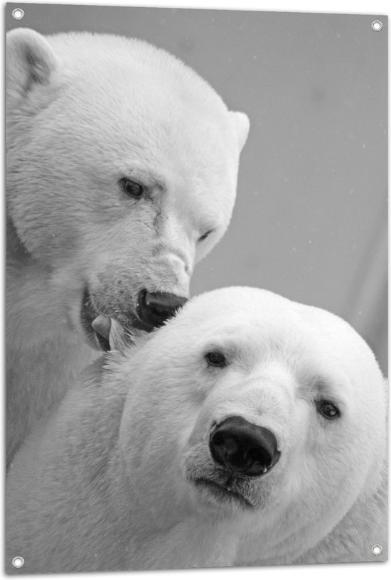 WallClassics - Poster de jardin - Deux ours polaires amoureux (Zwart/blanc) - 70x105 cm Photo sur Poster de jardin (décoration murale pour l'extérieur et l'intérieur)