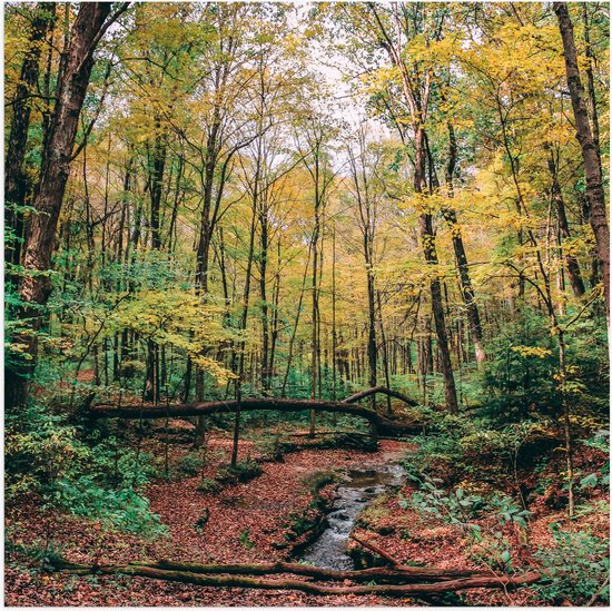 WallClassics - Poster (Matte) - Fallen Trees Over River - 50x50 cm Photo sur papier affiche avec un aspect mat