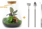 Terrarium - Sam LED Calathea - ↑ 30 cm - Ecosysteem plant - Kamerplanten - DIY planten terrarium - Inclusief Hark + Schep + Pincet