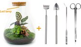 Terrarium - Sam LED Calathea - ↑ 31 cm - Ecosysteem plant - Kamerplanten - DIY planten terrarium - Inclusief Hark + Schep + Pincet + Schaar