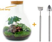 Terrarium - Sam LED Coffea - ↑ 30 cm - Ecosysteem plant - Kamerplanten - DIY planten terrarium - Mini ecosysteem - Inclusief hark + schep