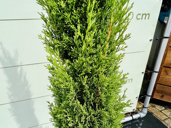 Dichtbij detail van de groene, fijne naalden van een Italiaanse cipres.
