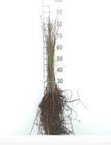 10 x Prunus cerasifera - KERSPRUIM , KROOSJESPRUIM , MYROBALAAN 40 - 60 cm blote wortel