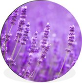 WallCircle - Wandcirkel - Muurcirkel - Lavendel - Close-up - Bloemen - Paars - Aluminium - Dibond - ⌀ 90 cm - Binnen en Buiten