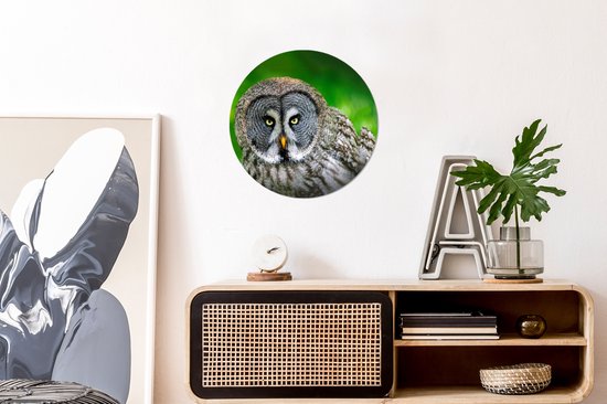 WallCircle - Cercle mural - Cercle mural - Vogel - Hibou - Animaux - Plastique - 30x30 cm - Cercle mural intérieur - Décoration murale ronde - Tableaux ronds