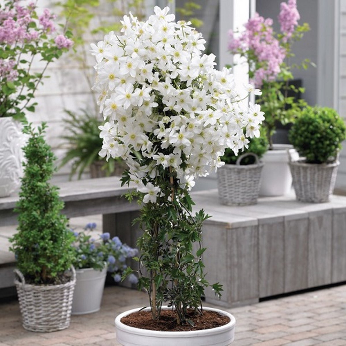 Clematis Early Sensation | Bast de Plantgigant Clematis Early Sensation | Bast de Plantgigant