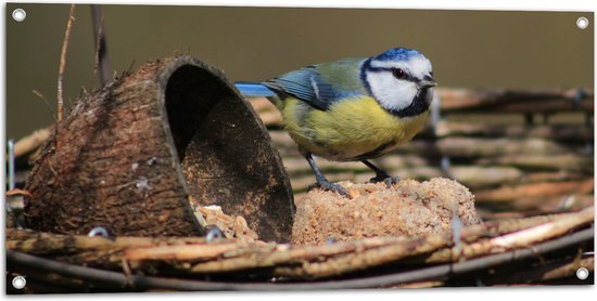 WallClassics - Tuinposter – Pimpelmees Vogel in een Nestje - 100x50 cm Foto op Tuinposter  (wanddecoratie voor buiten en binnen)