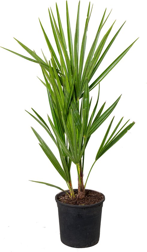 Chamaerops Humilis – Europese dwergpalm – Palm –  Winterhard - ⌀15 cm - 40-50 cm