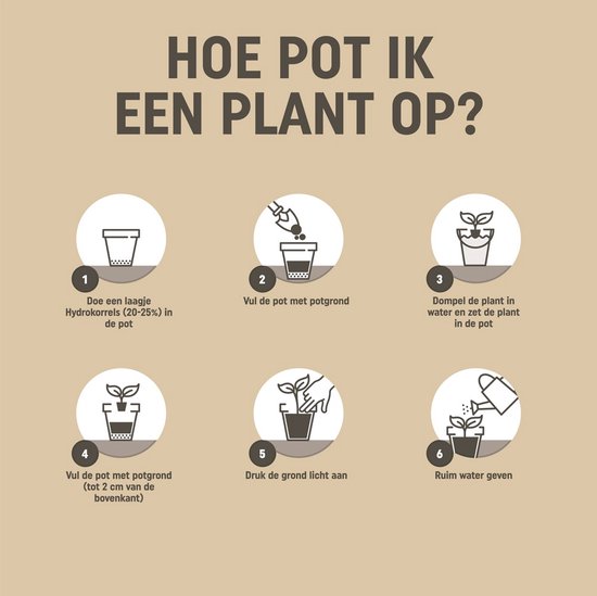 Instructies voor het oppotten van een plant met 6 stappen, inclusief hydrokorrels, potgrond, planten en water geven.