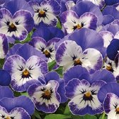 Viola x Cornuta Twix F1 Delft Blue ca 200 zaden