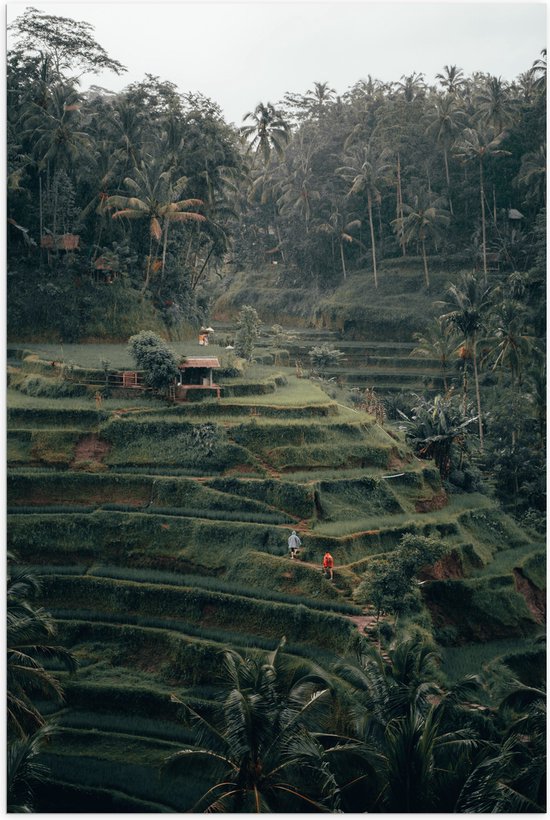 WallClassics - Poster (Mat) - Landbouwvelden in Bali - 60x90 cm Foto op Posterpapier met een Matte look