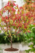 1 stuk(s) | Viburnum dilatatum 'Sealing Wax' C4 30-40 cm